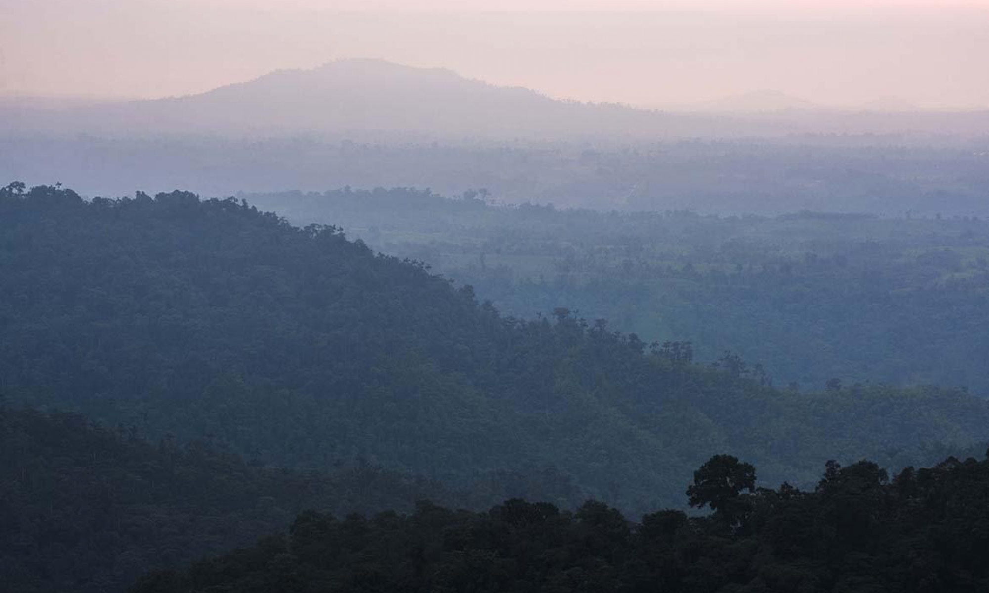 Misty Choco Forest at sunset, a rainforest in the Pichincha Province of Ecuador