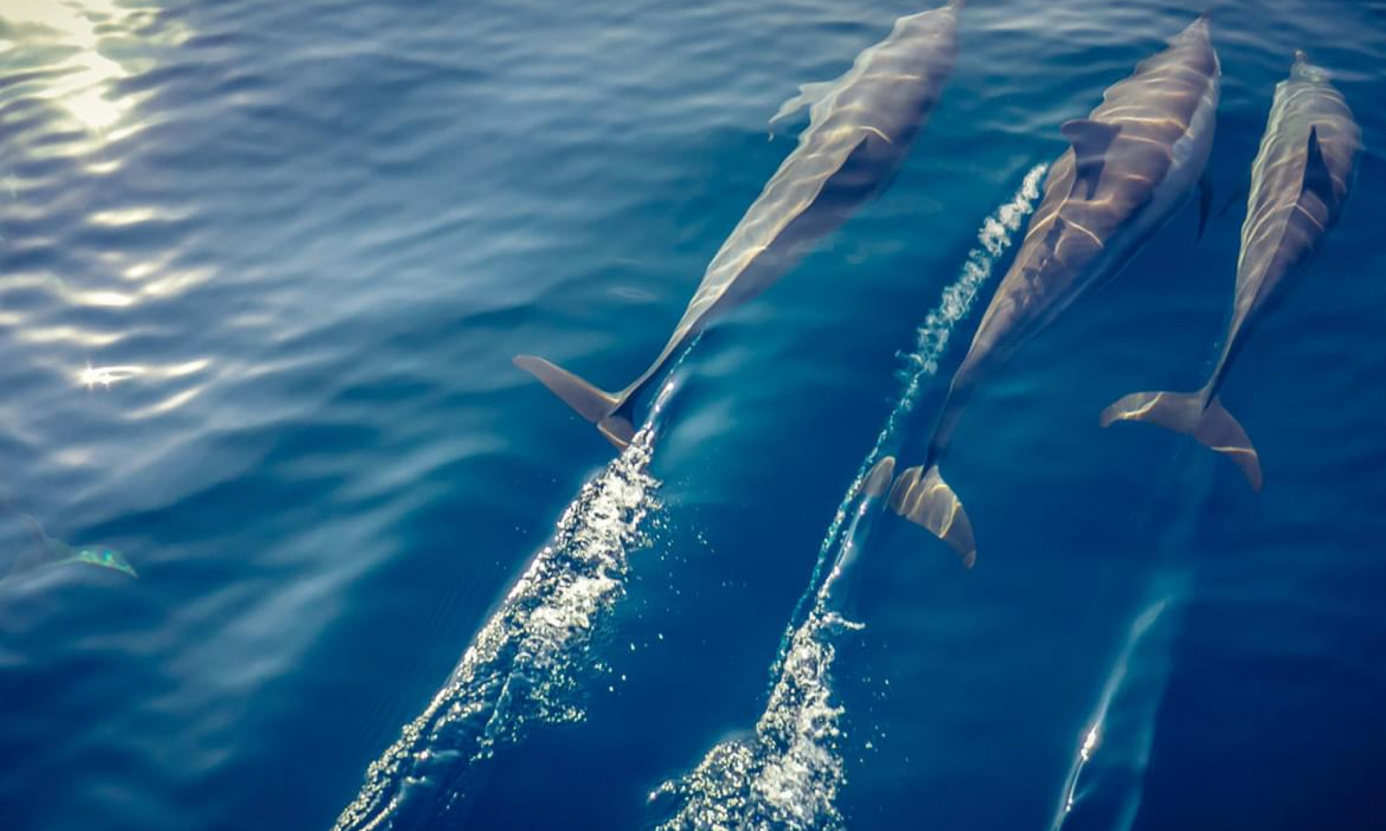 BerkeleyTravel-KudadooMaldives_0596