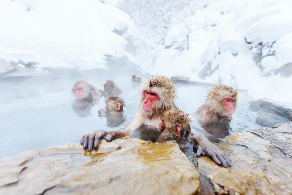 Snow monkeys
