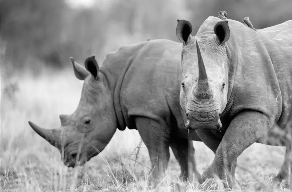 SINGITA LEBOMBO LODGE